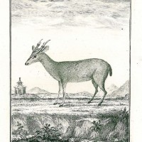 HIRSCH. - Reh. Bild 1