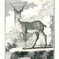 ANTILOPE. Picture 1