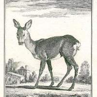 HIRSCH. - Reh. Picture 1