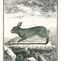 HASE. - Wildkaninchen. Bild 1