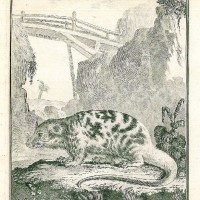 BEUTELRATTE. - Opossum. Picture 1