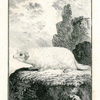 NAGETIERE. - Murmeltier. Bild 1