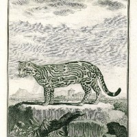 KATZEN. - Ozelot. Bild 1