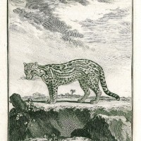 KATZEN. - Ozelot. Bild 1