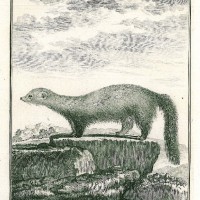 MARDER. - Fischermarder. Picture 1