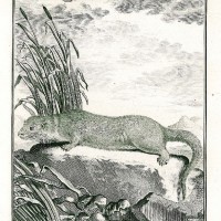 MARDER. - Otter. Bild 1