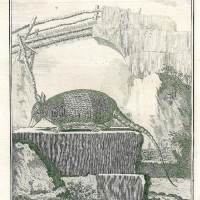 GÜRTELTIER. Bild 1