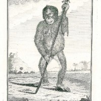 AFFE. - Orang-Utan. Bild 1