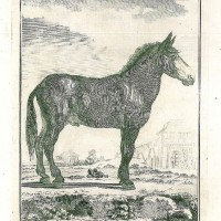 PFERDE. - Maultier. Picture 1