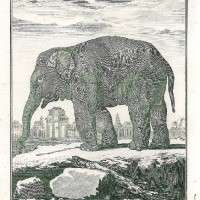 ELEFANT. Picture 1