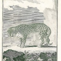 JAGUAR. Bild 1