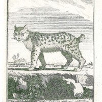 LUCHS. Picture 1