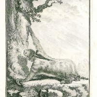 FAULTIER. - Dreifinger-Faultier. Picture 1