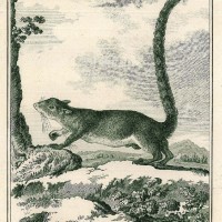 NAGETIERE. - Eichhörnchen. Bild 1