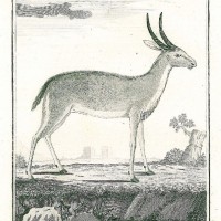 HIRSCH. - Reh. Bild 1
