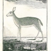 HIRSCH. - Reh. Bild 1