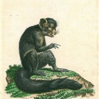 AFFE. - Lemur. Bild 1