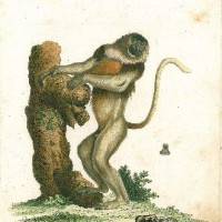 AFFE. - Langnasiger Affe. Picture 1