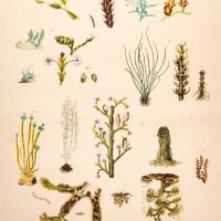 KORALLEN. Picture 1