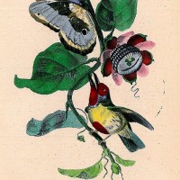 VÖGEL. - Bunt-Bartvogel. Bild 1