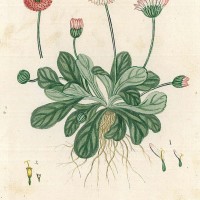 HEILPFLANZEN. - Gänseblümchen. Bild 1