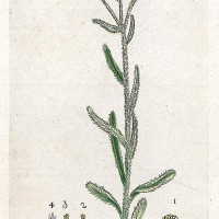 HEILPFLANZEN. - Gelbe Winterblume. Bild 1