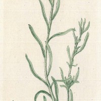 HEILPFLANZEN. - Winterblume. Bild 1