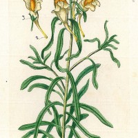 HEILPFLANZEN. - Leinkraut. Picture 1