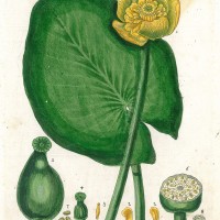 HEILPFLANZEN. - Gelbe Teichrose. Picture 1