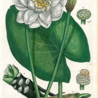 HEILPFLANZEN. - Weiße Seerose. Bild 1