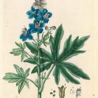 HEILPFLANZEN. - Giftiges Stephanskraut. Picture 1