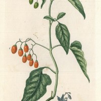 HEILPFLANZEN. - Bittersüßer Nachtschatten. Bild 1
