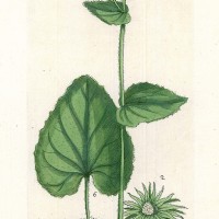 HEILPFLANZEN. - Kriechende Gämswurz. Picture 1