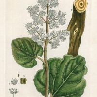 HEILPFLANZEN. - Rhapontik-Rhabarbar. Bild 1