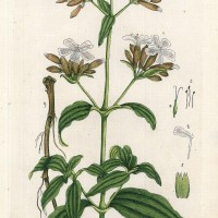 HEILPFLANZEN. - Gewöhnliches Seifenkraut. Picture 1