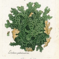 HEILPFLANZEN. - Echte Lungenflechte. Bild 1