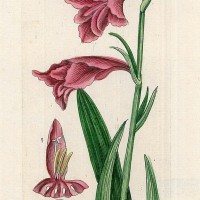 HEILPFLANZEN. - Gewöhnliche Siegwurz. Bild 1