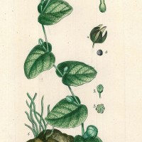 HEILPFLANZEN. - Pfeifenblume. Bild 1