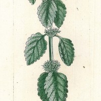 HEILPFLANZEN. - Weißer Andorn. Bild 1