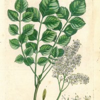 HEILPFLANZEN. - Manna-Esche. Bild 1
