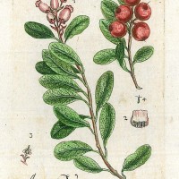 HEILPFLANZEN. - Bärentraube. Picture 1