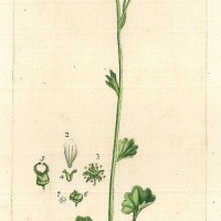 HEILPFLANZEN. - Knöllchen-Steinbrech. Bild 1