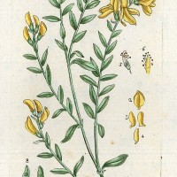 HEILPFLANZEN. - Färber-Ginster. Bild 1