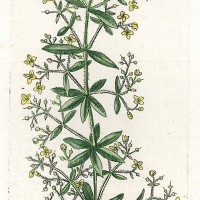 HEILPFLANZEN. - Färberkrapp. Bild 1
