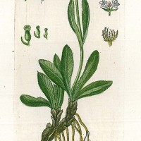 HEILPFLANZEN. - Echter Speik. Bild 1