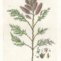 HEILPFLANZEN. - Französische Tamariske. Bild 1