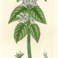 HEILPFLANZEN. - Weiße Taubnessel. Bild 1