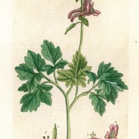 HEILPFLANZEN. - Gewöhnlicher Erdrauch. Bild 1