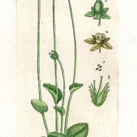HEILPFLANZEN. - Sumpf-Herzblatt. Bild 1