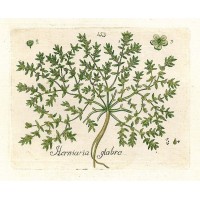 HEILPFLANZEN. - Kahles Bruchkraut. Picture 1